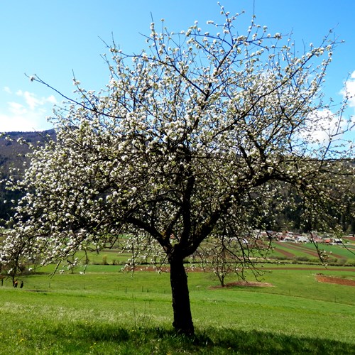 Manzano