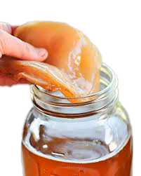 KOMBUCHA